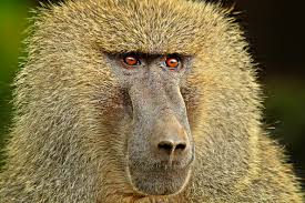 baboon