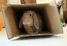 rabbitinbox